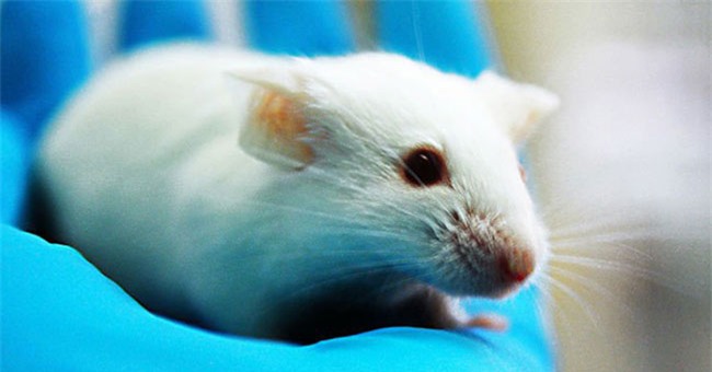 Cách làm này không chỉ giúp con chuột sống lâu hơn, mà nó còn đảm bảo sức khỏe tốt dù đã lớn tuổi.