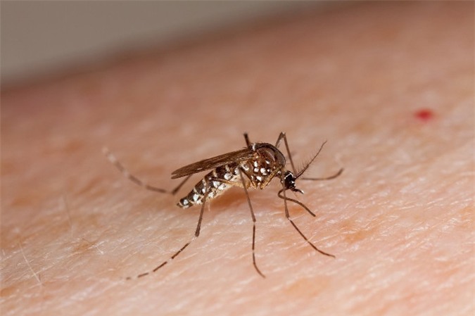 Muỗi - tác nhân gây ra bệnh sốt xuất huyết và bệnh do virus Zika.