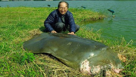 GS Hà Đình Đức tiếp cận cụ rùa Hồ Gươm.
