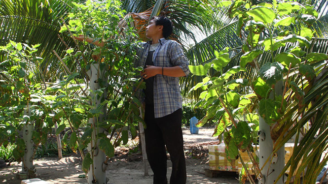 Anh Nghị chăm sóc ớt, cà chua được trồng trên trụ nhựa - Ảnh: Nguyễn Chung