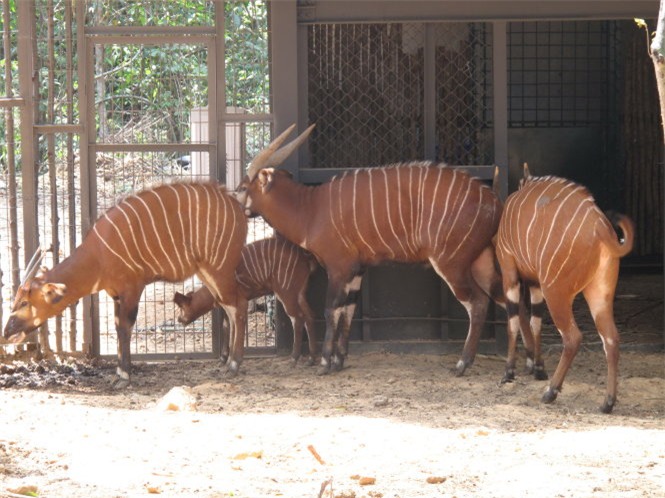 Loài linh dương Bongo (châu Phi) vừa mới sinh con tại vườn thú - Ảnh: Duy Khánh