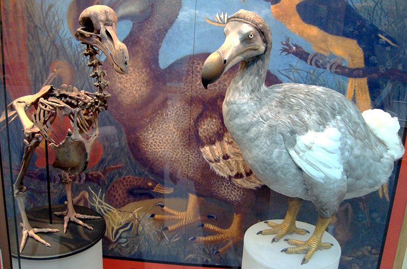 Hình ảnh chim dodo tại Viện Bảo tàng Lịch sử tự nhiên thuộc Đại học Oxford (Anh). Ảnh: Wikimedia