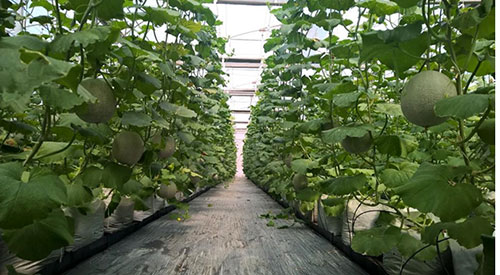 Hệ thống Smart Agri ứng dụng trong trồng dưa lưới tại Khu Nông nghiệp công nghệ cao TP.HCM