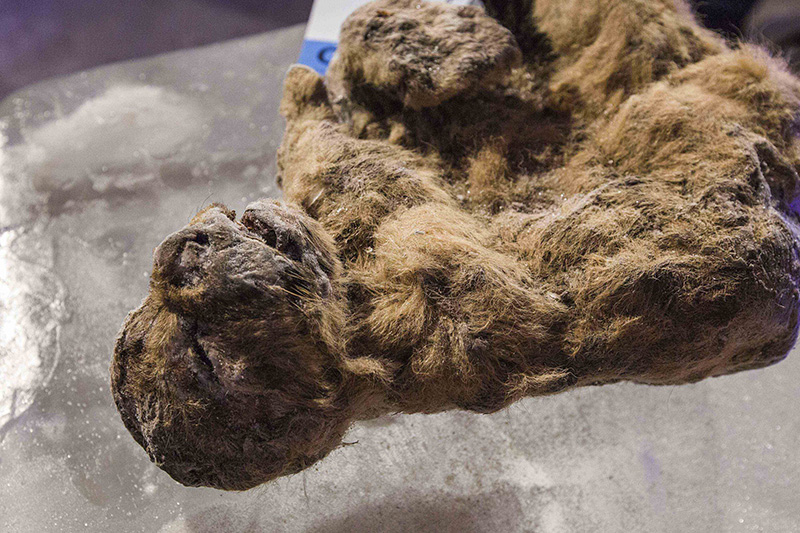 Xác ướp loài sư tử hang được tìm thấy ở Siberia. Ảnh: Metrouk2