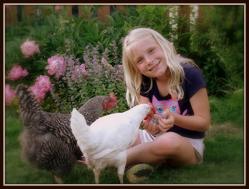 Nhiều người dân Vancouver nuôi gà tại sân nhà mình. Ảnh: Backyardchickens