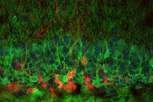 Các tế bào thần kinh mới sinh có màu đỏ. Nguồn: Phòng thí nghiệm Losonczy, Đại học Columbia