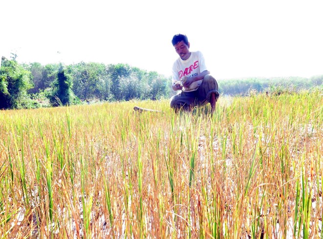 Một cánh đồng lúa bị mất trắng vì khô hạn kéo dài.