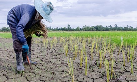 Bộ Nông nghiệp cảnh báo tình trạng khô hạn ở Đồng bằng sông Cửu Long có thể kéo dài cho đến tháng 6 hoặc thậm chí vào cuối năm nay. Ảnh: Rappler