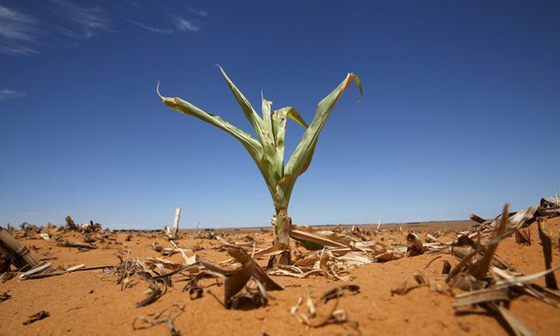 El Nino gây ra hạn hán, lũ lụt khiến thế giới thiếu lương thực do mùa màng thất bát - Ảnh: Reuters