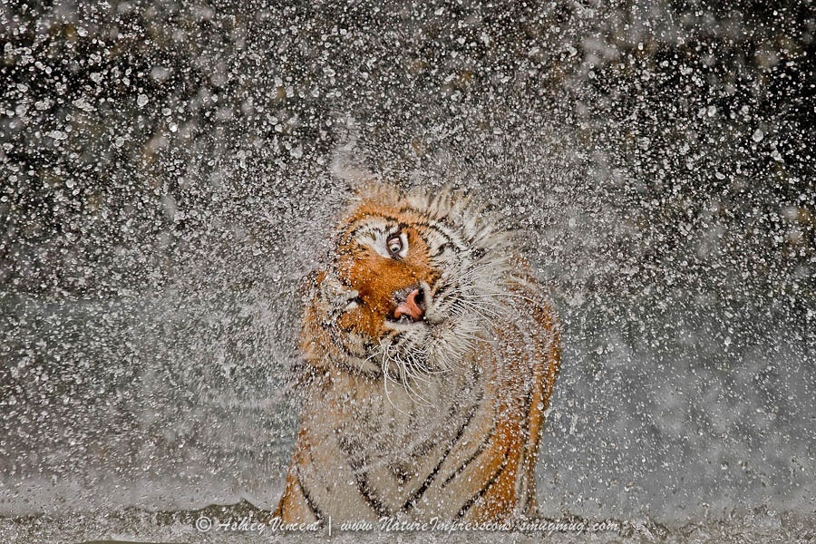 Ảnh: © Ashley Vincent.