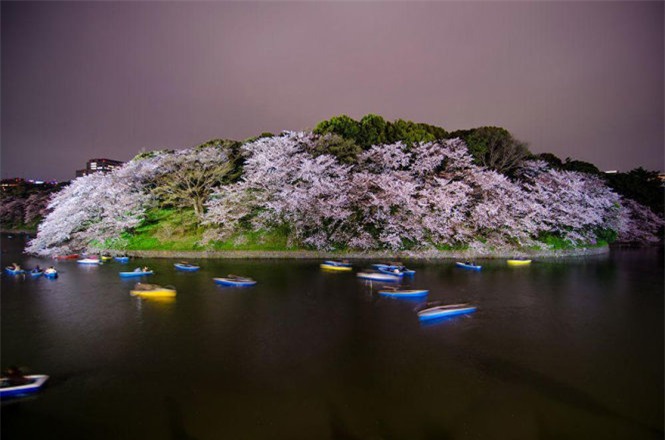 Khung cảnh đẹp như tranh ở Chidorigafuchi mùa hoa anh đào