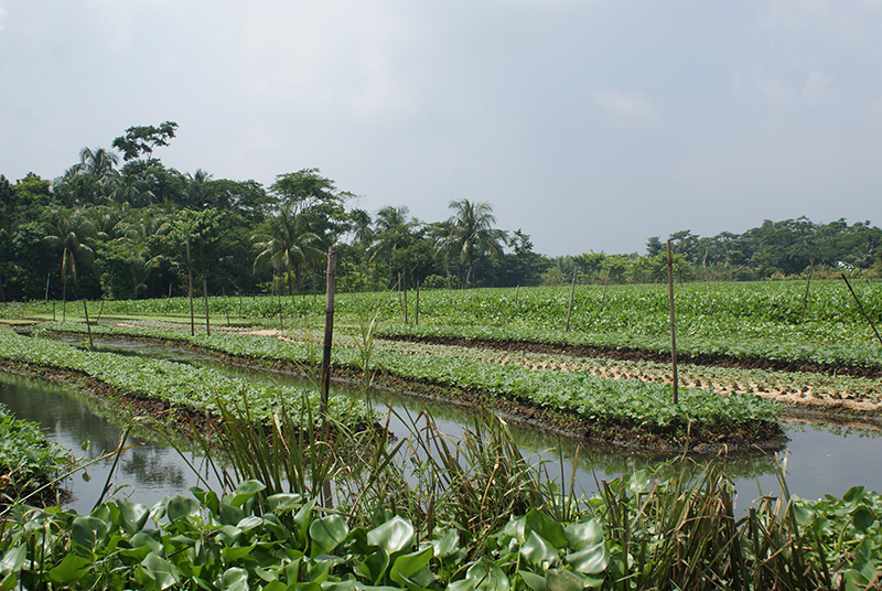  Vườn nổi ở làng Baithakatha, huyện Pirojpur, Bangladesh. Ảnh: Wikimedia