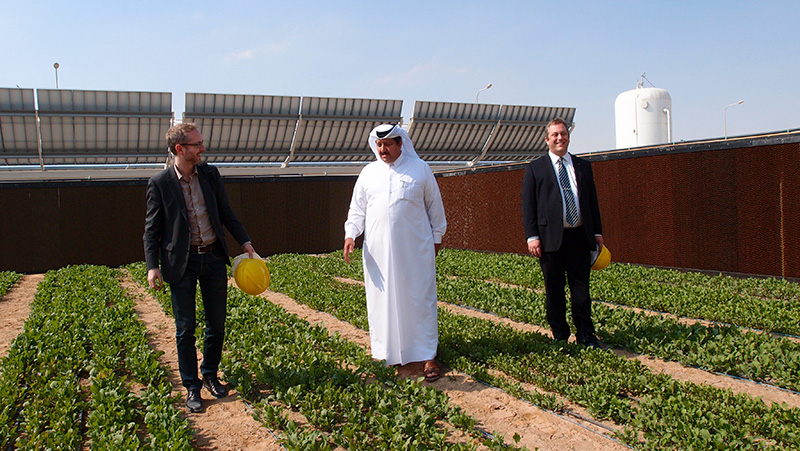Các luống rau xanh mướt tại cơ sở trồng rau SFP ở Doha, Qatar. Ảnh: Saharaforestproject.com