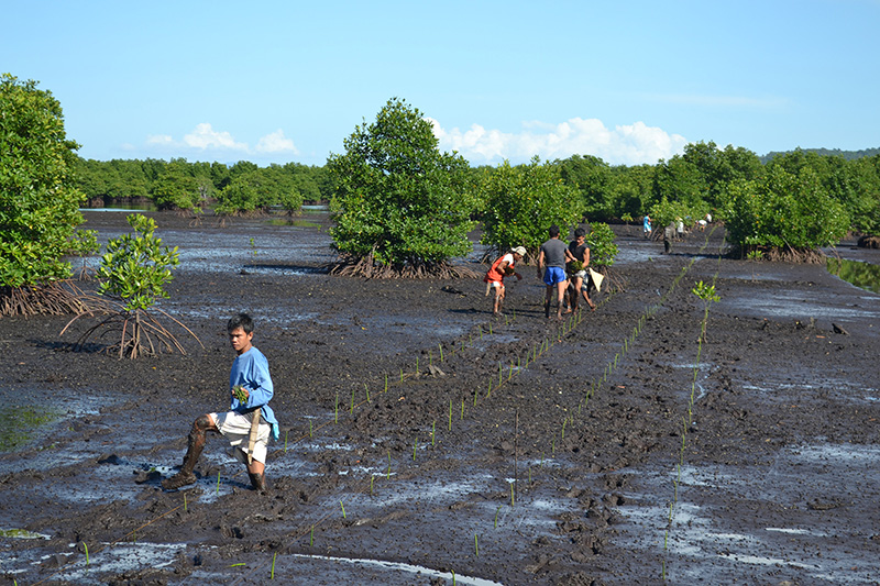 Người dân trồng cây đước tại tỉnh Northern Samar, Philippines. Ảnh: Bloomberg
