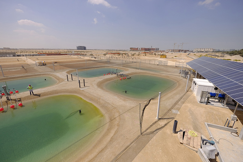 Khu trồng cây nhiên liệu kết hợp nuôi tôm, cá ở Abu Dhabi. Ảnh: Arabianoilandgas