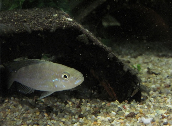 Cá cichlid, giống Perissodus microlepis tập trung ở hồ Tanganyika phát triển tính thuận trong hành vi trong quá trình trưởng thành. Ảnh: Wikimedia 