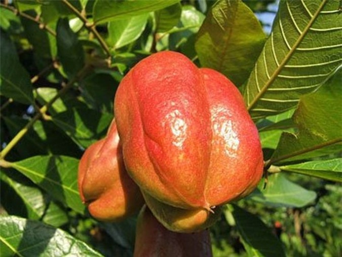 Quả Ackee