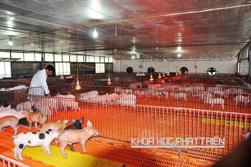 Khu hệ thống chuồng úm trong trang trại nuôi lợn của ông Nguyễn Trọng Long - xã Tân Ước, huyện Thanh Oai. Hệ thống được lắp các bóng đèn công nghệ cao vừa để dùng sưởi ấm, vừa sát trùng cho lợn giống. 