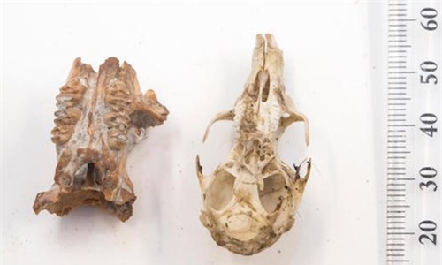 ảnh: hoá thạch xương sọ của chuột khổng lồ được tìm thấy ở Đông Timor  credit Stuart Hay, Đại học quốc gia Australia.