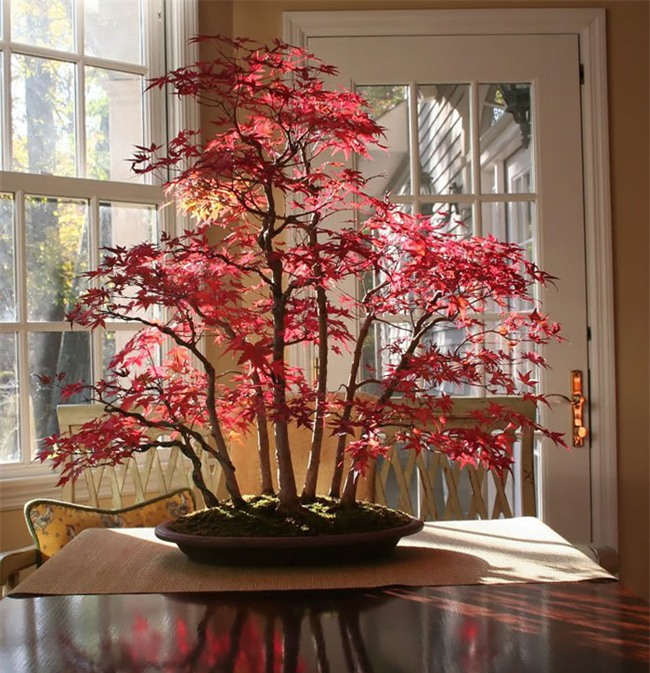 Bộ sưu tập những kiệt tác bonsai đẹp nhất thế giới - Ảnh 1.