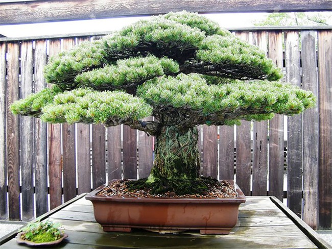 Bộ sưu tập những kiệt tác bonsai đẹp nhất thế giới - Ảnh 2.