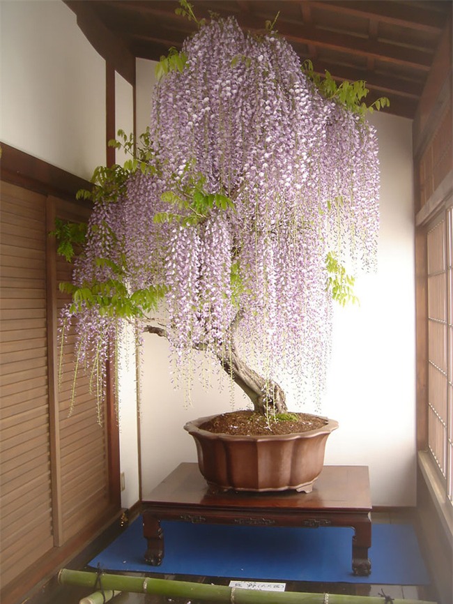 Bộ sưu tập những kiệt tác bonsai đẹp nhất thế giới - Ảnh 3.