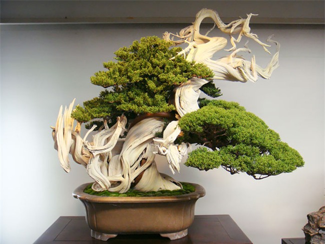 Bộ sưu tập những kiệt tác bonsai đẹp nhất thế giới - Ảnh 4.