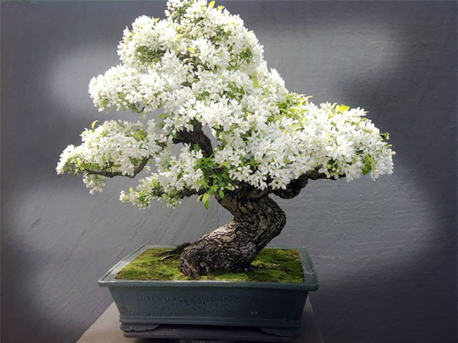 Bộ sưu tập những kiệt tác bonsai đẹp nhất thế giới - Ảnh 5.