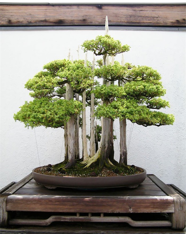 Bộ sưu tập những kiệt tác bonsai đẹp nhất thế giới - Ảnh 6.