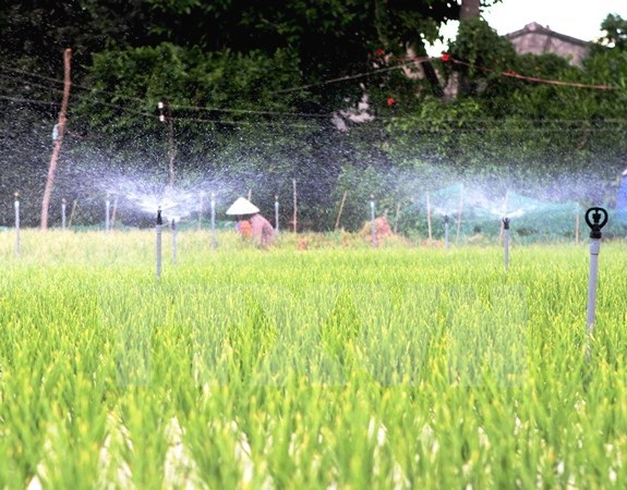 Vườn rau được trang bị hệ thống tưới nước tự động ở Quảng Ngãi. 