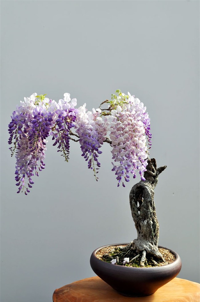 Bộ sưu tập những kiệt tác bonsai đẹp nhất thế giới - Ảnh 10.