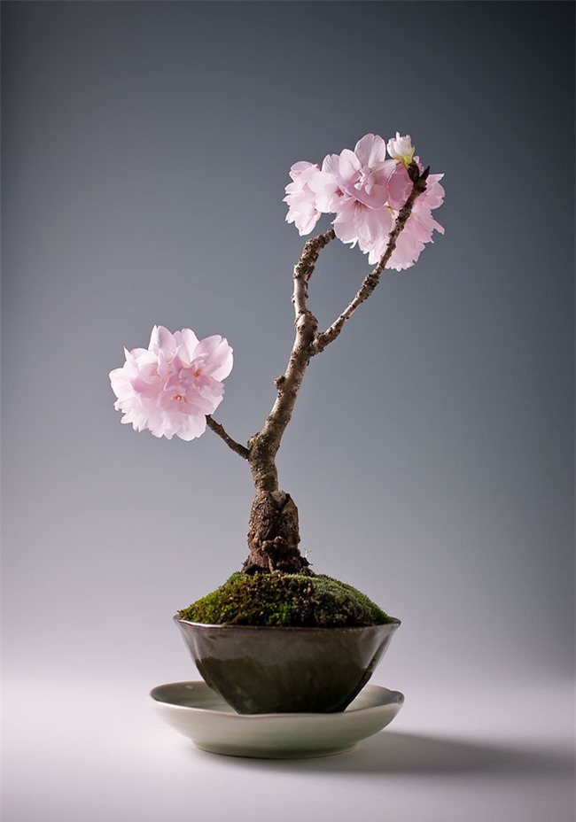 Bộ sưu tập những kiệt tác bonsai đẹp nhất thế giới - Ảnh 12.