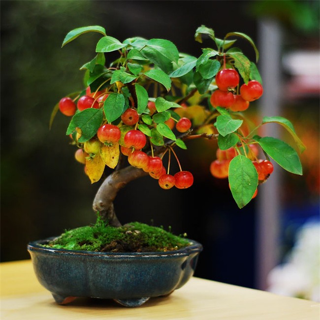 Bộ sưu tập những kiệt tác bonsai đẹp nhất thế giới - Ảnh 13.