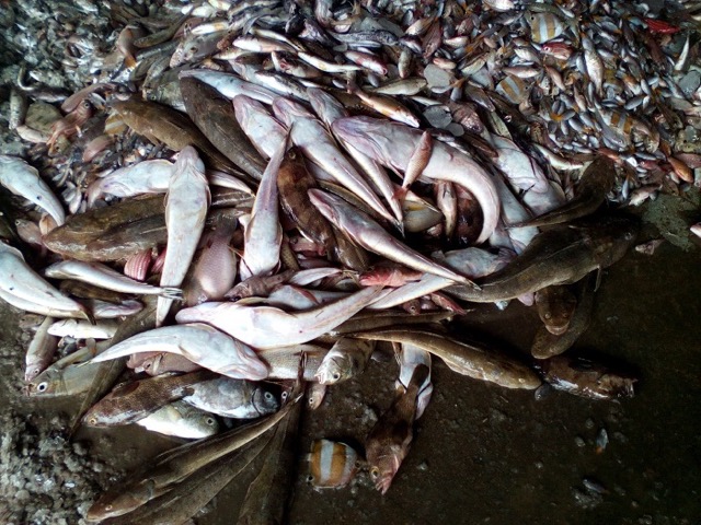 Hiện tượng cá chết hàng loạt dọc ven biển miền Trung bị nghi là do nước biển nhiễm độc.