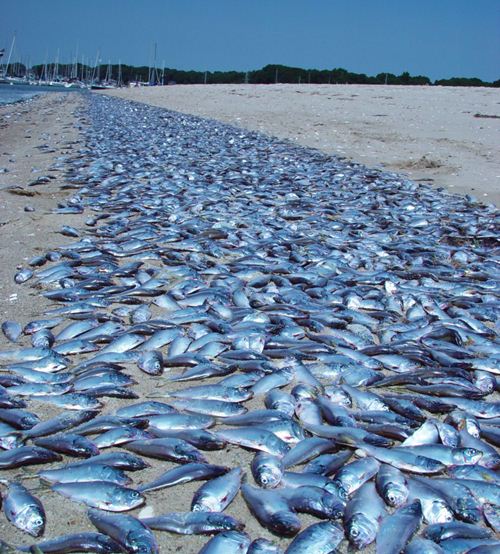Cá chết hàng loạt ở vịnh Narragansett, đảo Rhode, Mỹ