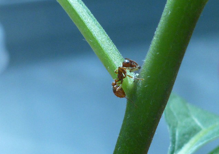Một con kiến bò trên cây bạch anh xanh để hút mật trên lá. Ảnh: Nature Plants
