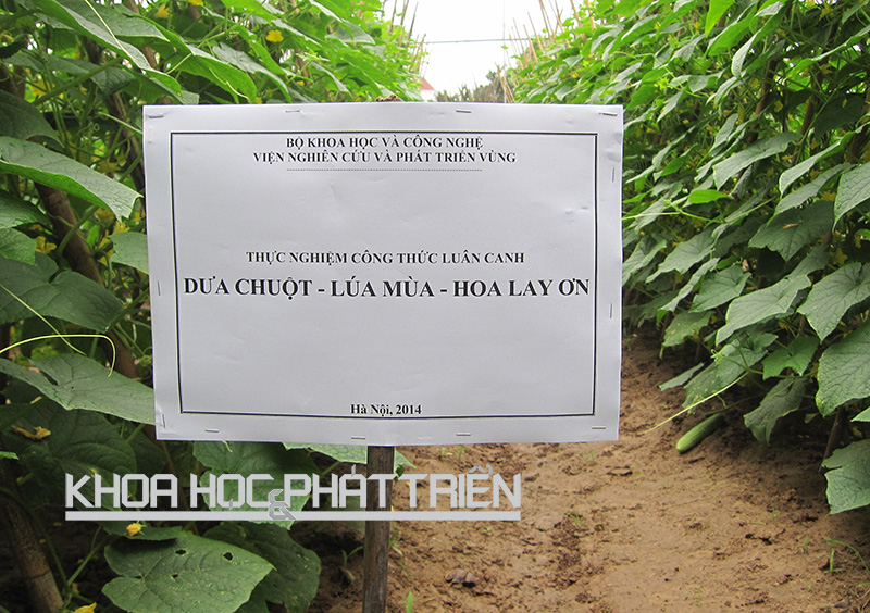 Vườn thực nghiệm công thức luân canh dưa chuột - lúa mùa - hoa layơn tại Hà Đông, Hà Nội.  Ảnh: Nguyễn Lâm