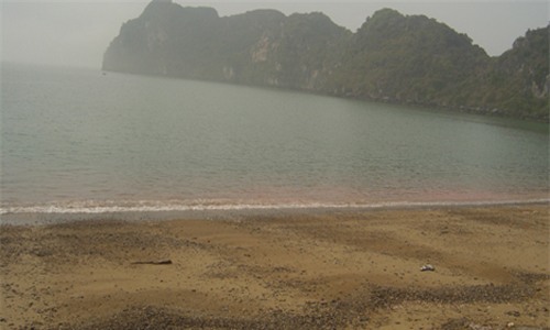 Thủy triều đỏ khi tràn vào bờ biển Bình Thuận. Ảnh: Viện Hải dương học Nha Trang.