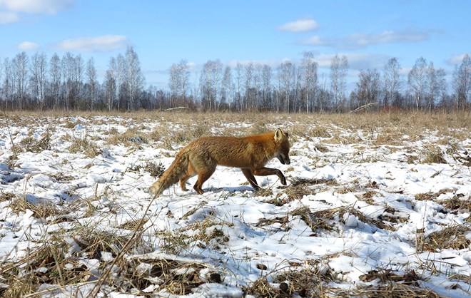 Một con sói sống trong khu vực chịu thảm họa Chernobyl. (Nguồn: ibtimes.co.uk)