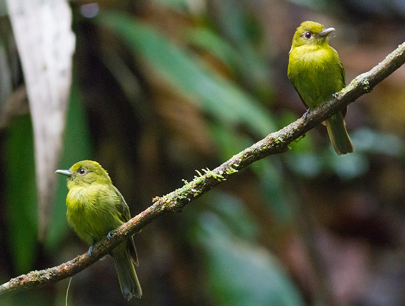 Những con chim sapayoa tại Vườn quốc gia Panama. Ảnh: Discovery