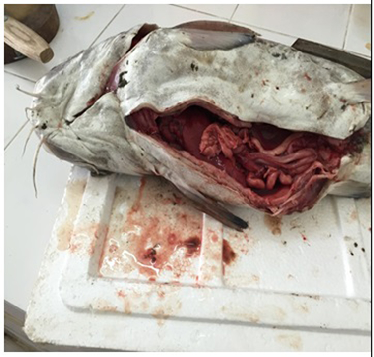 Mẫu cá được thu thập tại hiện trường được các nhà khoa học phân tích độc chất trong gan, ruột và mang cá. ảnh: Viện hàn lâm KH&CNVN.