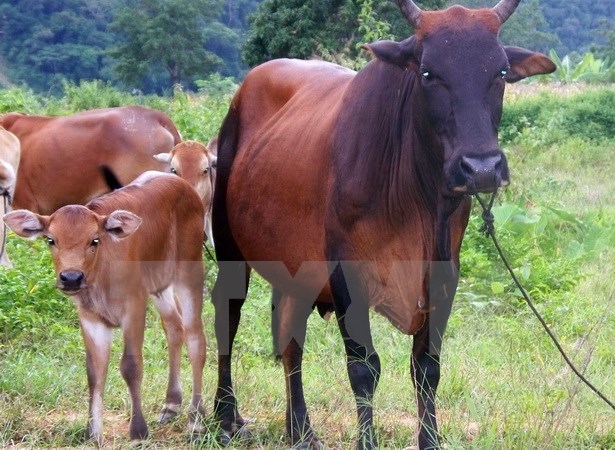 Những con bò lai F1, được nuôi tại trang trại rộng hơn 2ha ở khu vực Vườn Quốc gia Phước Bình. (Ảnh: Công Thử/TTXVN)