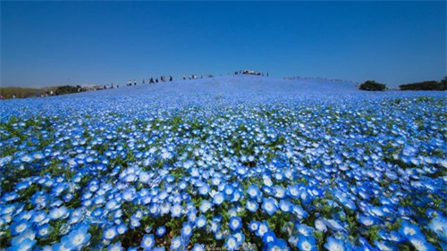 Những bức hình được chụp từ công viên Hitachi, Nhật Bản. Đây là điểm đến hấp dẫn, nằm bên bãi biển Ajigaura xinh đẹp, rộng 19 héc-ta, nổi tiếng với nhiều cánh đồng hoa đẹp thay nhau nở rộ quanh năm.