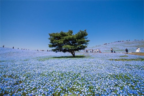 Nhiếp ảnh gia Hidennobu Suzuki đã ghi lại những bức hình với màu xanh đẹp mê hoặc của hoa mắt xanh. Ông cũng là người có nhiều tác phẩm đẹp về nhiều loài hoa của Nhật Bản.