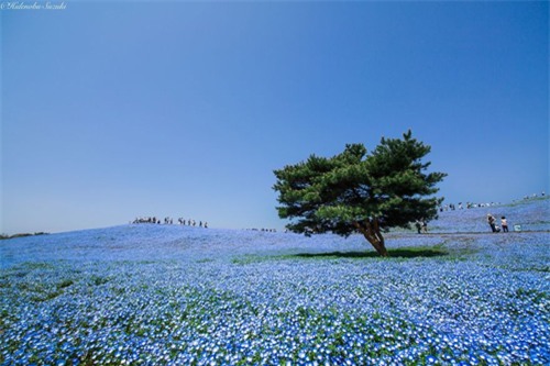 Lễ hội ngắm hoa Hanami Nemophila diễn ra hàng năm tại công viên thu hút đông đảo du khách đến từ trong và ngoài nước. Công viên bờ biển Hitachi cũng là nơi tổ chức liên hoan nhạc rock lớn nhất ở Nhật Bản. Liên hoan diễn ra trong ba ngày vào tháng 8 hàng năm.
