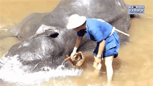 Ngã ngửa trước công nghệ làm thiệp từ phân voi ở Thái Lan - Ảnh 3.