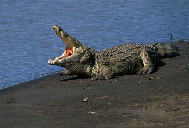 Cá sấu sông Nile là loài nguy hiểm nhất