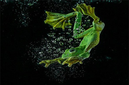 Ông Tanto Yensen đã tìm cách "dụ" con ếch cây Java nhảy xuống một cái thùng nước để chụp.