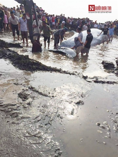 Hàng ngàn người dân xem giải cứu cá voi 15tấn mắc cạn ở biển Nghệ An - Ảnh 4