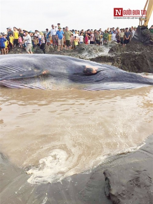 Hàng ngàn người dân xem giải cứu cá voi 15tấn mắc cạn ở biển Nghệ An - Ảnh 5